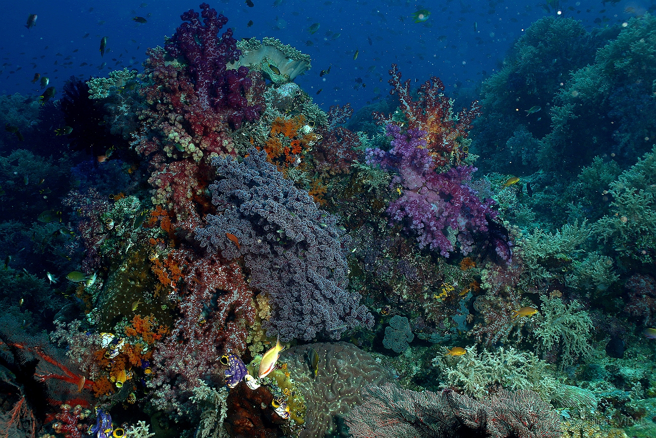 Raja Ampat 2016 - Corail - IMG_4461_rc.jpg
